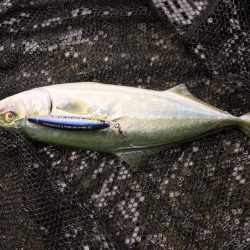 ツバス、ハマチ